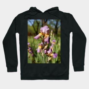 Lavender Irises Hoodie